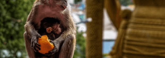 Giant Lord Murugan Statue at Batu Caves Entrance