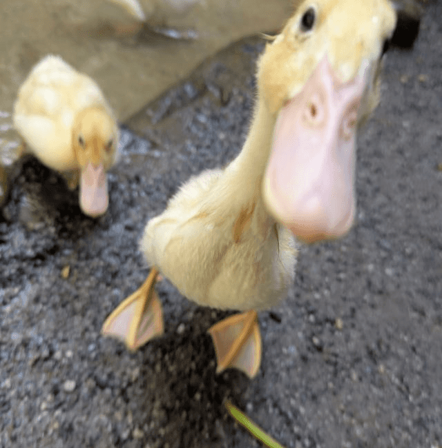 Shimmering natural crystals and global handicrafts at Langkawi Wildlife Park