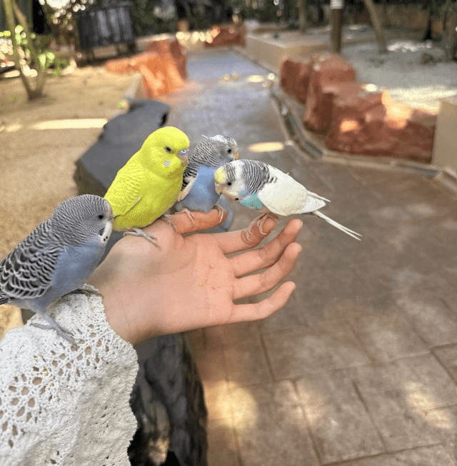 Bright macaws perched on lush branches at Langkawi Wildlife Park 2026